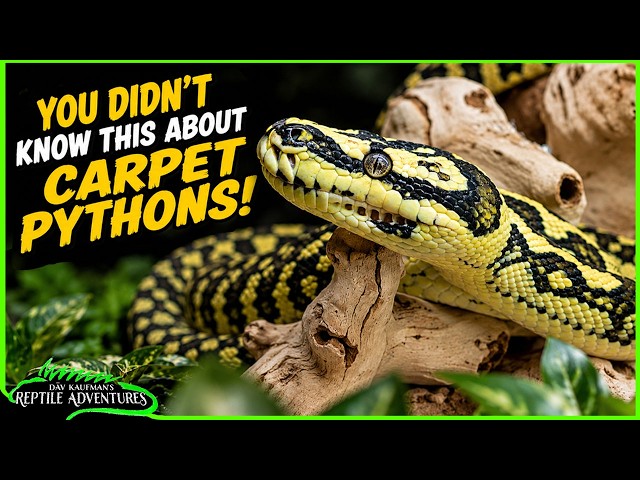 CARPET PYTHONS! Everything you NEED to know!