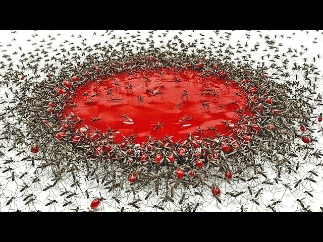 1,000 Mosquitos vs. Sangre