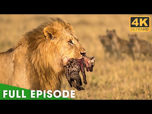 Lion's Deadliest FULL EPISODE | No Mercy in the Wild | Wildlife Documentary
