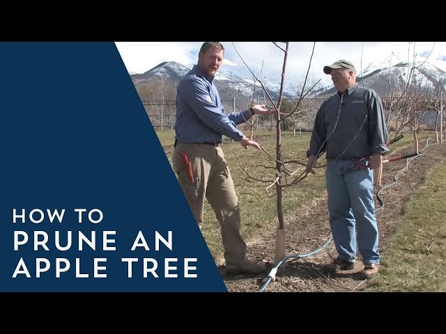 How to Prune an Apple Tree