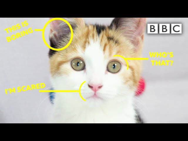 Learn to read your cat's feelings - BBC