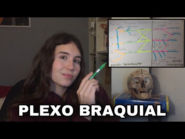BRACHIAL PLEXUS - ANATOMY