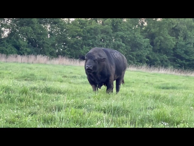Thicker than thick Angus bull