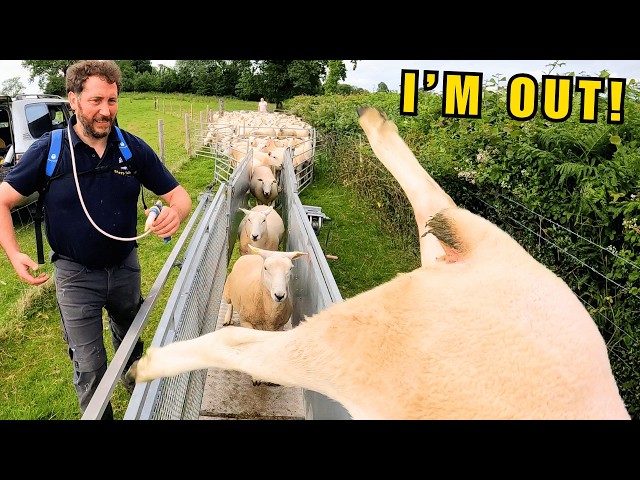 Problem Pets, Preventing Maggots & Pulling The Plug With a Close Call!