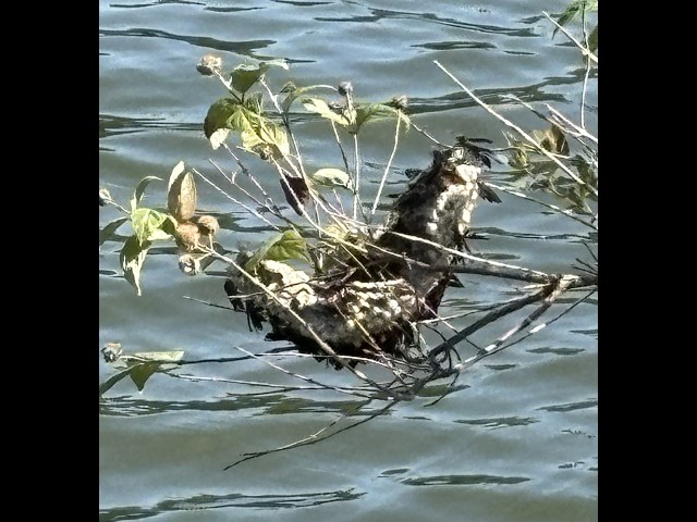 Almost had to ABANDON SHIP while catching shell cracker in the August HEAT at Bear Creek Alabama