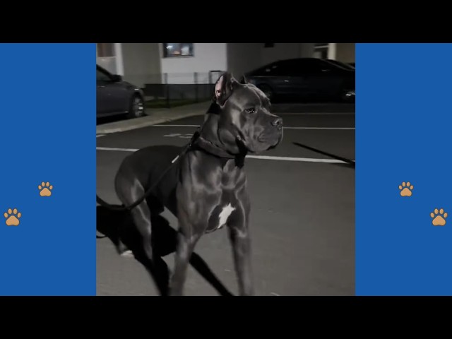 Dijeron que este Cane Corso nunca protegería - Entonces sucedió las 3:42 a.m.