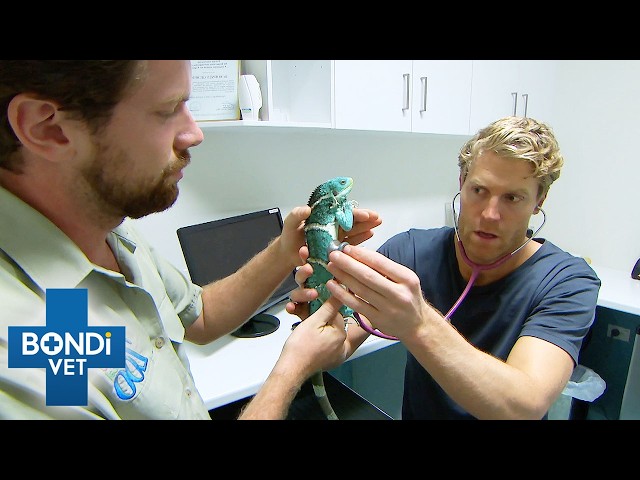 Rare Iguana's Mysterious Refusal To Eat | Bondi Vet