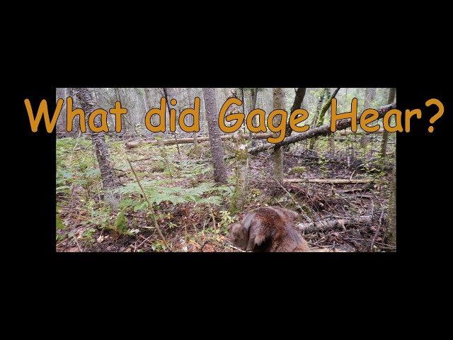 Bigfooter Gary Ep. 140 - Forest Spirits At The Stone Box