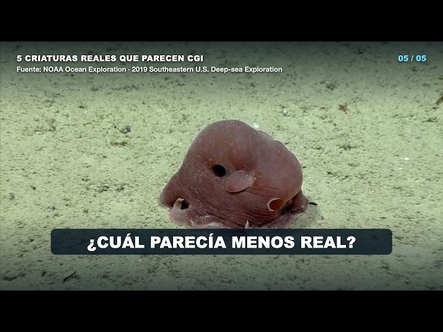 5 criaturas REALES que parecen CGI | Océano profundo