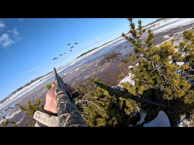 Early Spring 2026 Solo goosehunts in James Bay