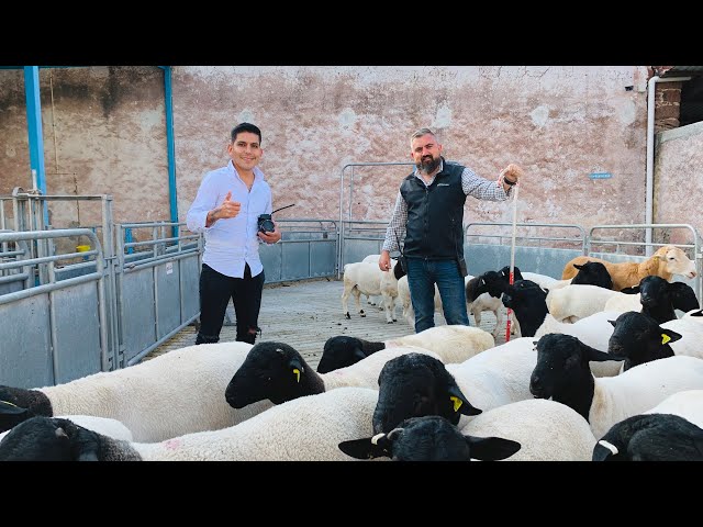 Granja de Borregos | Alta Genética en razas | Dorper, White Dorper, BlackBelly & Katahdin