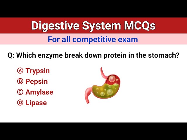 Digestive system mcq questions | human digestive system | biology mcq for all competitive exam