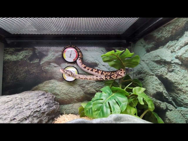 BALL PYTHON CLIMBING