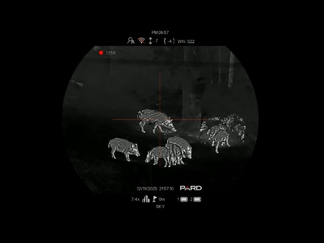 We tested the Pard Pantera 640 EX thermal imager while hunting wild boar, and see how it performs.