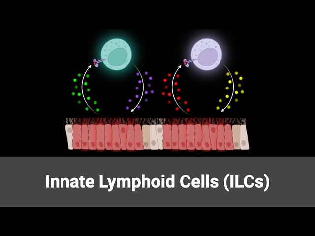 8.1 Innate Lymphoid Cells (Immunology 2026)