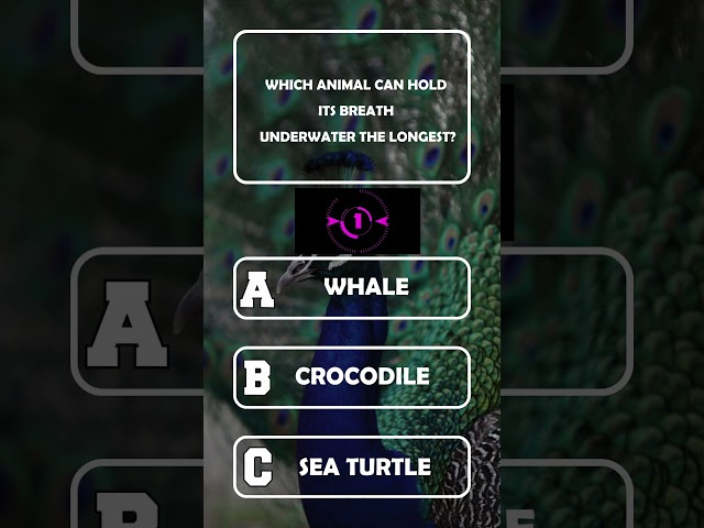 "Test Your Animal Knowledge: Fun and Easy Quiz!" #quiz #triviatime #facts #animals #animal