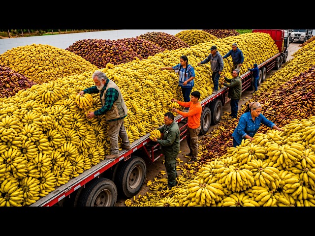 Inside the Banana Processing Factory – From Fresh Bananas to Premium Products