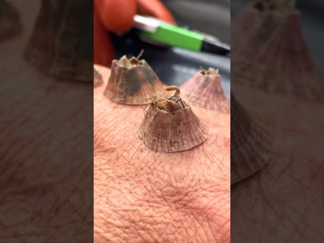 Holy Barnacles! #animalfacts #barnacles #facts #animals