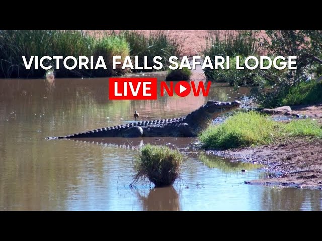 Victoria Falls Safari Lodge | Live Waterhole Cam - Elephants, Buffalo & More | Zimbabwe
