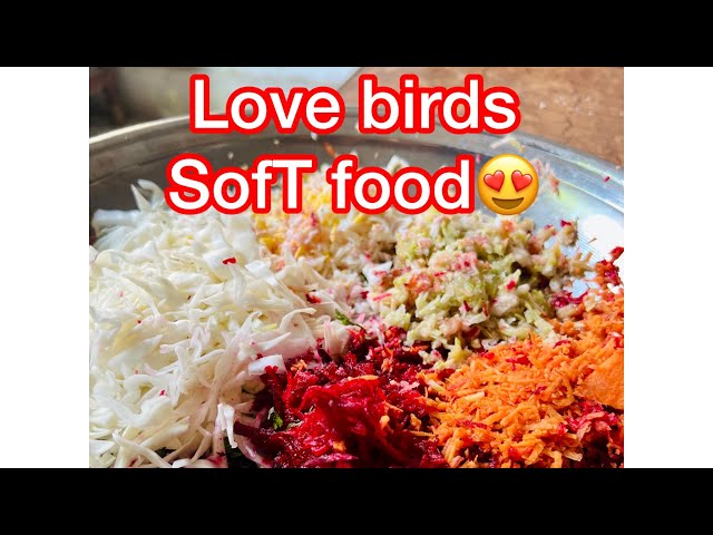 Love birds Soft Food