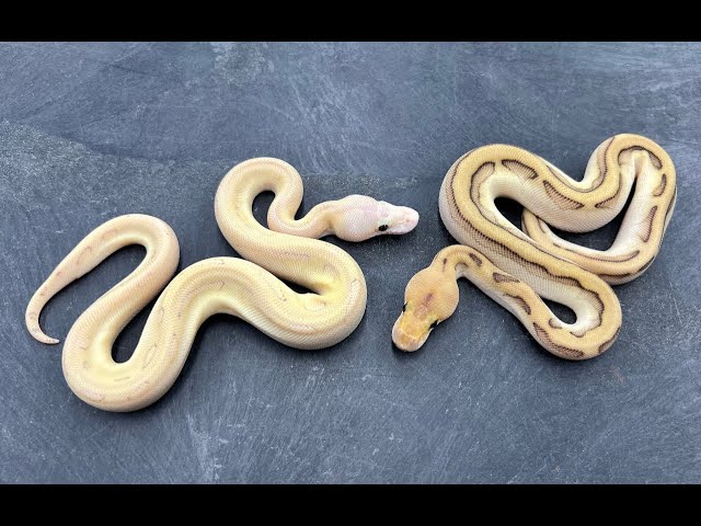 Bongo Pieds and more Genetic Stripe Clowns.  I'm loving this hatching season!