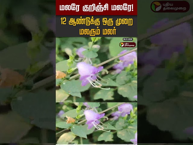 மலரே குறிஞ்சி மலரே!  12 ஆண்டுக்கு ஒரு முறை மலரும் மலர் #shorts