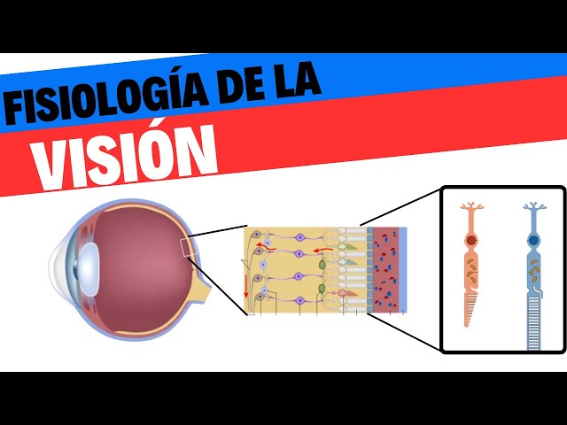 Physiology of vision