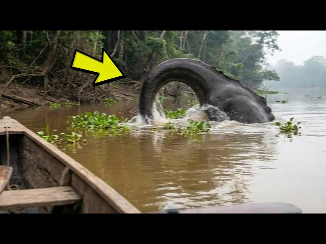 Congolese fishermen film a new creature twice the size of a crocodile!