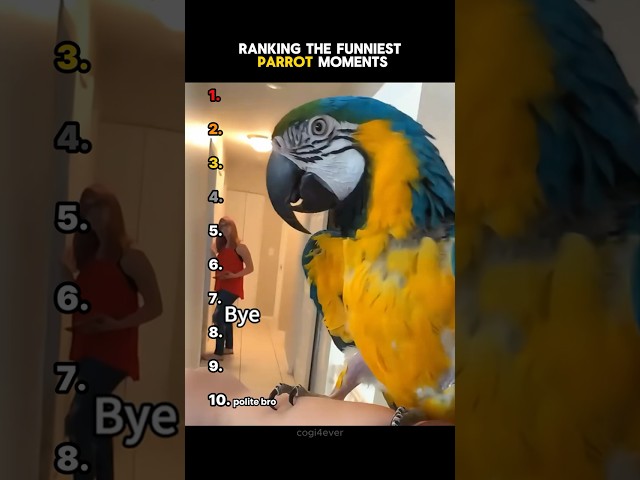 🦜Ranking The Funniest Parrot Moments! 🦜