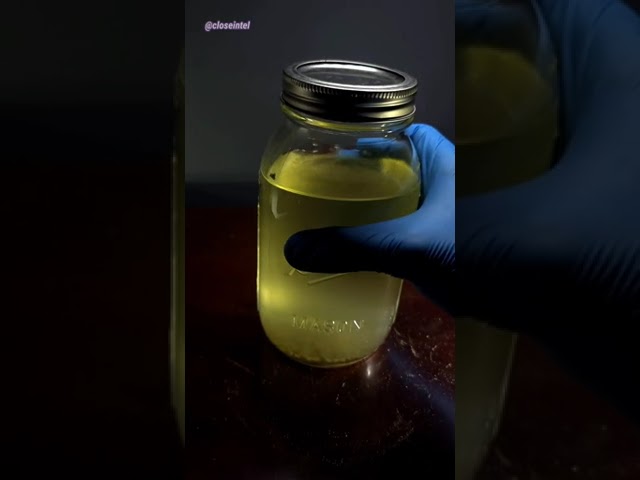 Boiling Water vs Germs Under Microscope (Does boiling pond water kill bacteria?)