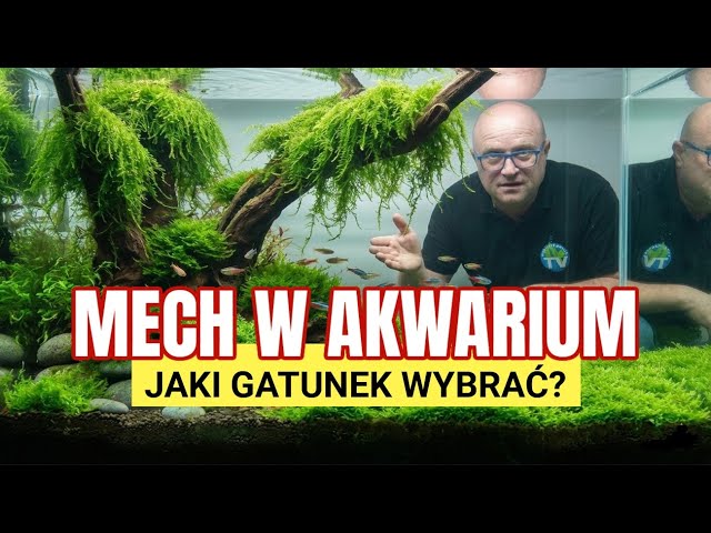 MOSS IN THE AQUARIUM WITHOUT SECRETS – The most common mistakes in growing aquarium mosses