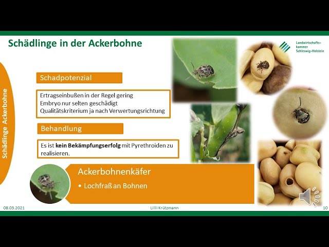 Pests in faba beans, Spring 2021, LKSH
