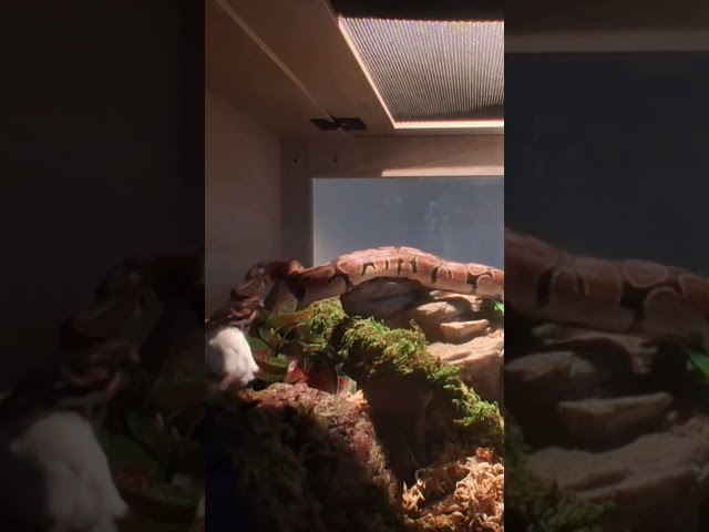 Tiny Snake, Big Appetite