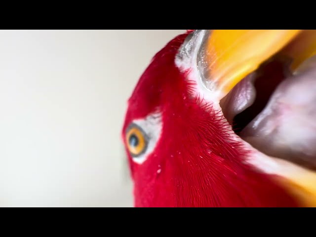 Birb Beat Box