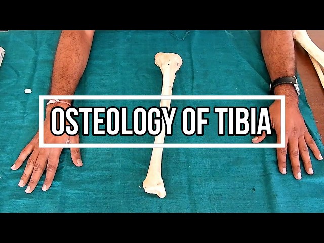 Osteology of Tibia