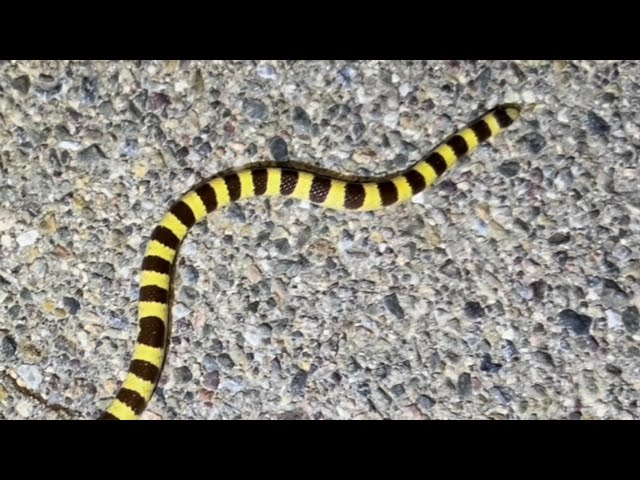 Snakes of the Mojave desert