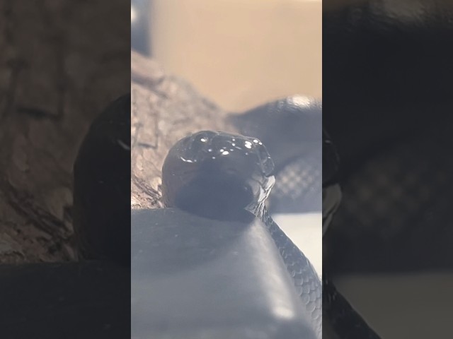 AODA | Mexican Black Kingsnake | #feeding #short ‼️🎬 (02.10.25)