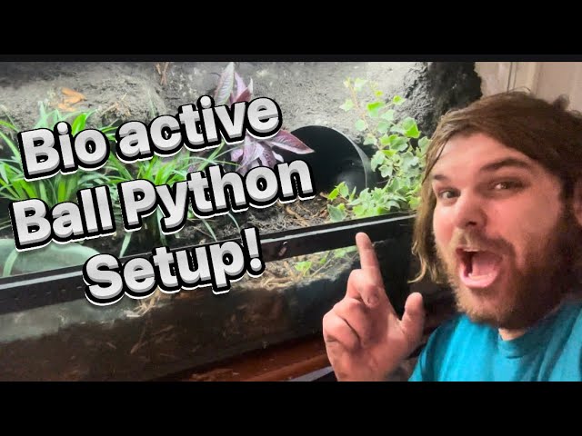 Building a Bioactive Ball Python Enclosure!