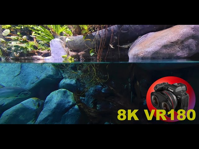 RIVER FISH to DOLPHINS S.E.A. Aquarium Sentosa Singapore 8K 4K VR180 3D (Travel Videos ASMR Music)