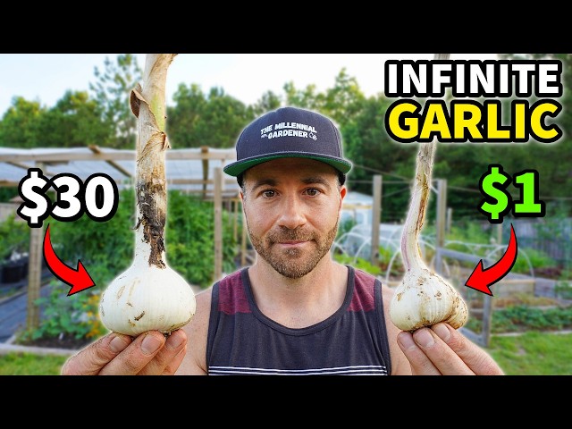 $1 vs $30 Garlic: How to Grow INFINITE Garlic for Nearly FREE!