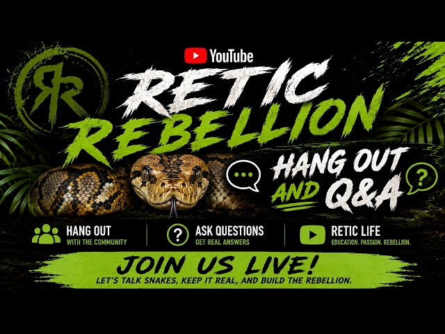 🐍 Retic Rebellion Hang Out & Q&A 🐍