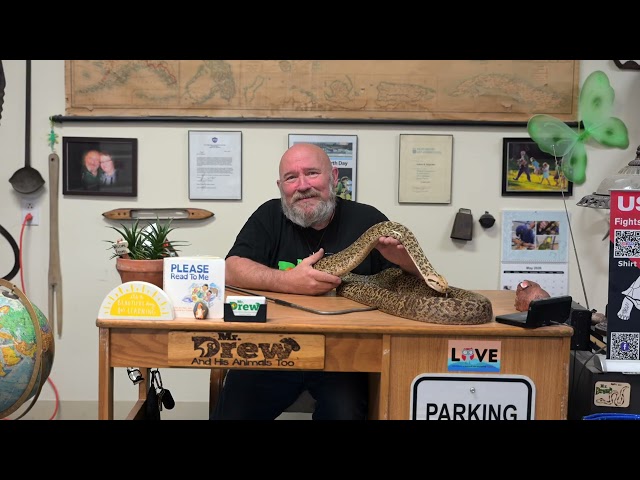 All About Burmese Pythons