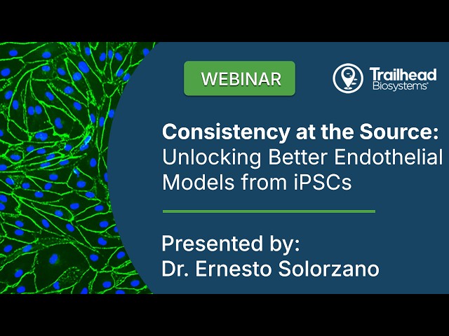 Consistency at the Source: Unlocking Better Endothelial Models from iPSCs