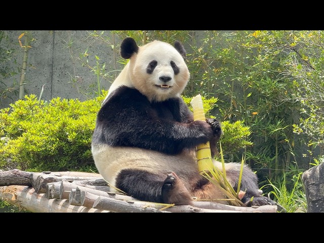 Farewell, Pandas. Ride the Panda Train to See Japan’s Departing Panda Family🐼