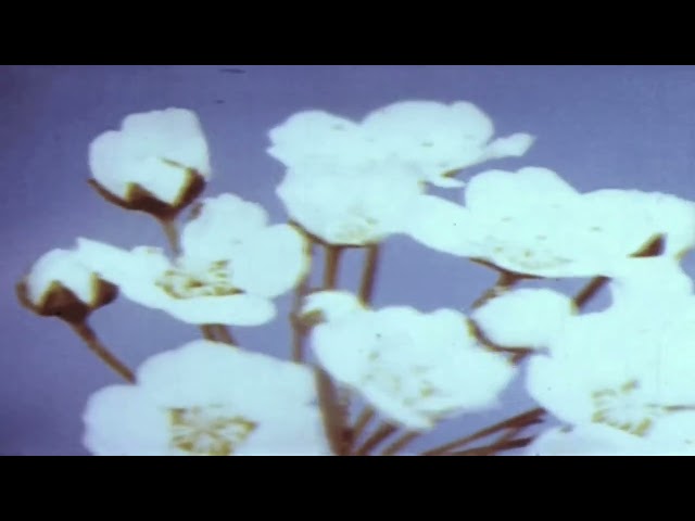 Miraidempa - Unslept (Loop extended 1 Hour)