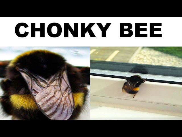 BUG MEMES