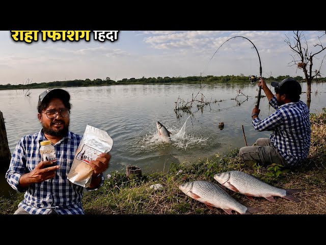 Rohu Fishing Secret Bait | 100% Working Formulang || Rohu Fishing Hindi || KAAL FISHER