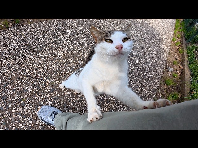 I couldn't visit the stray cat I've known for 6 years for two weeks, this is her reaction