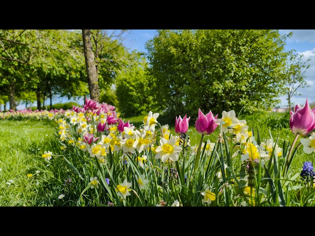 Recovering At Home During Spring | Story 25