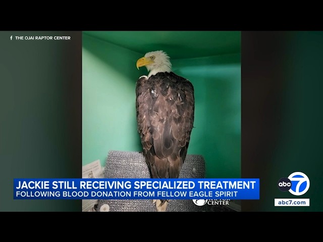 Doctor reveals new details about CT scan on bald eagle Jackie